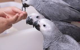 Baby African Grey Parrot for Sale: What You Need to Know