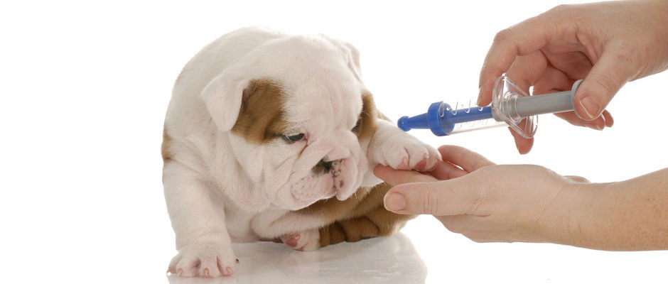 Veterinary Vaccines Market Analysis Latest Report By Key Players - Elanco, Merck, Merial, Zoetis, Advaxis, AmpliPhi Biosciences, Aratana Therapeutics, ARKO Labs, Bayer - Global Forecast