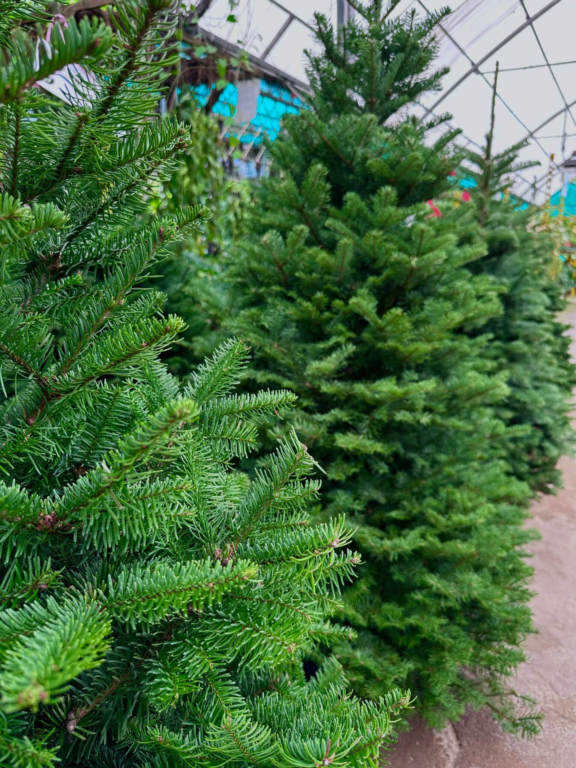Celebrate the Magic of the Holidays with real trees for Christmas