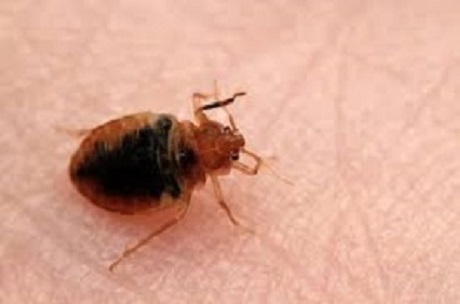 Bed Bugs: Can You Ever Really Get Rid Of Them?