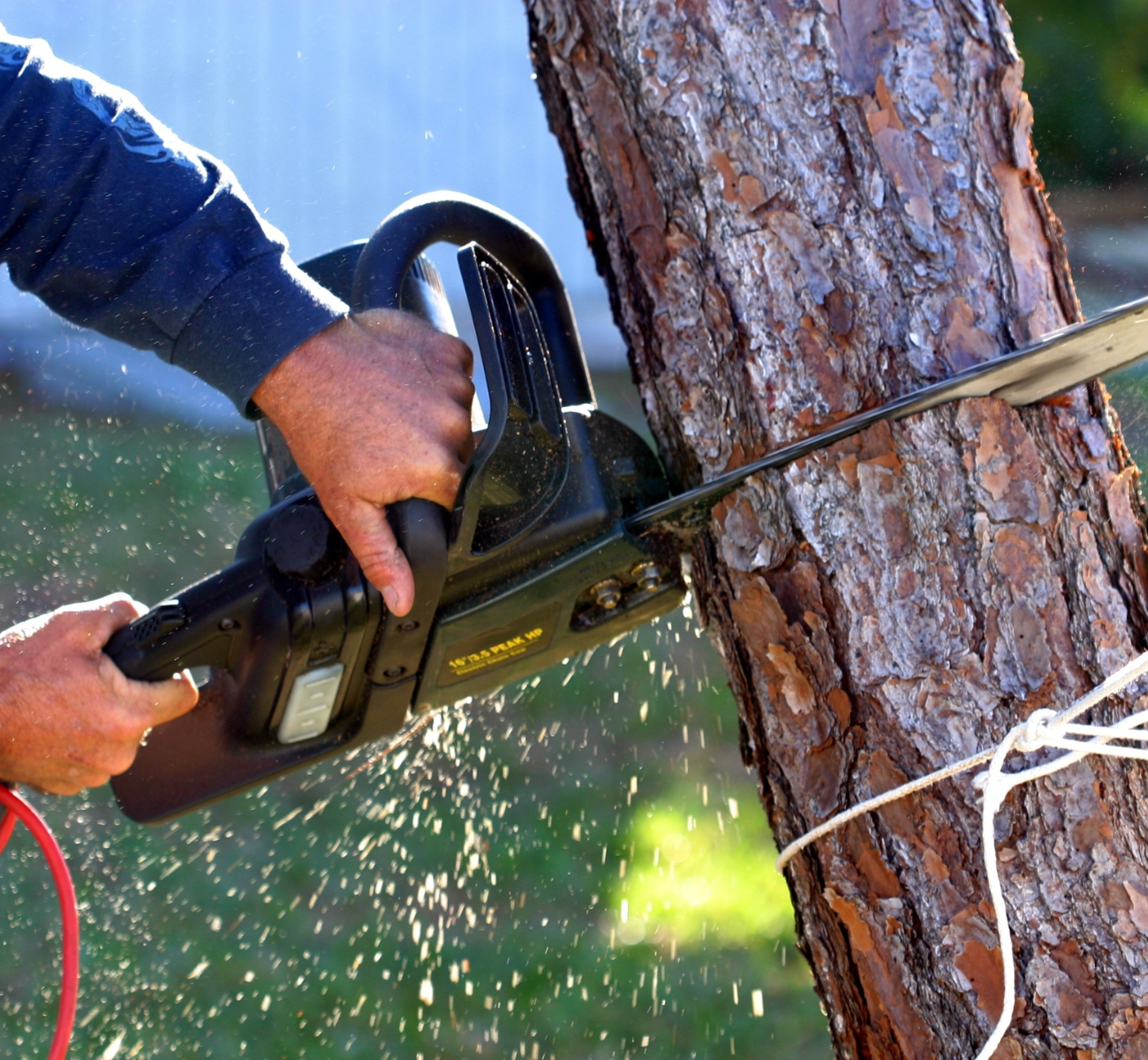 Prepare Your Trees For Summer Storms And Bad Weather