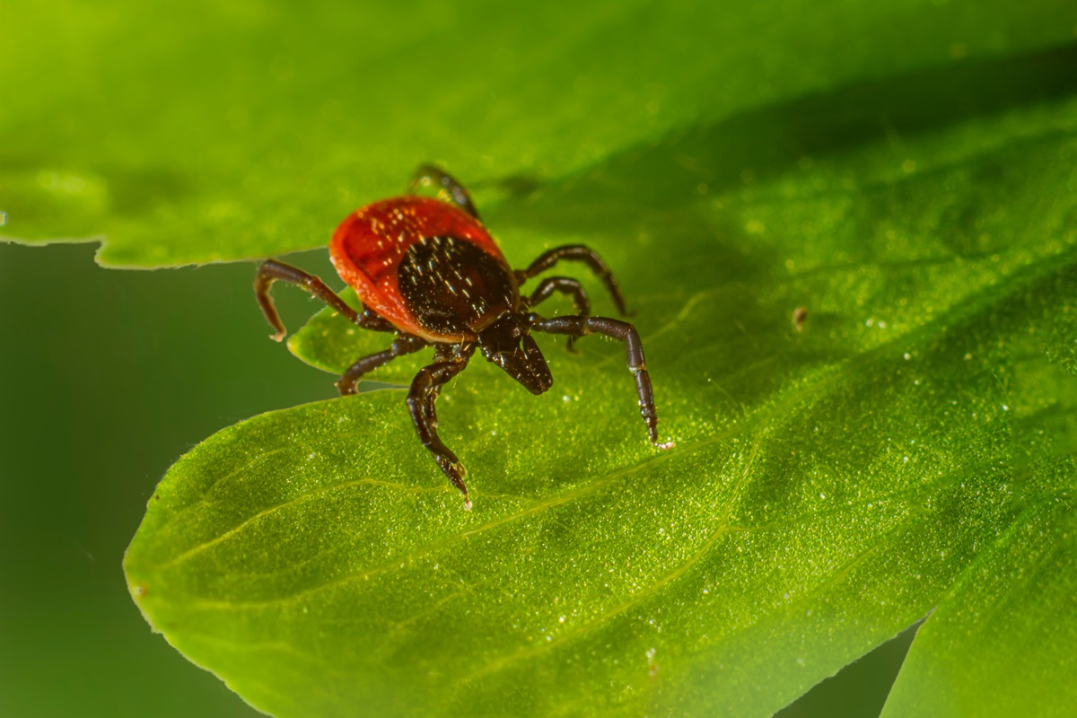 Finding Reliable Services for Pest Control in Phoenix