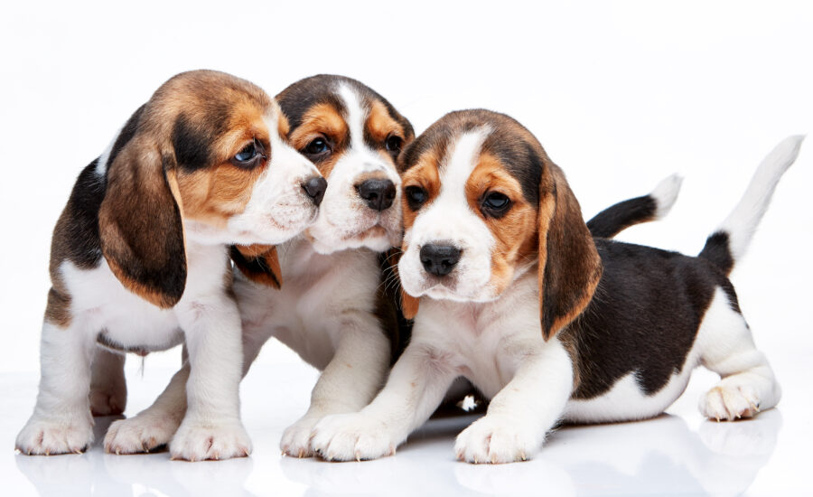 Unleash Happiness: Crossbreed Puppies for Sale in Manchester