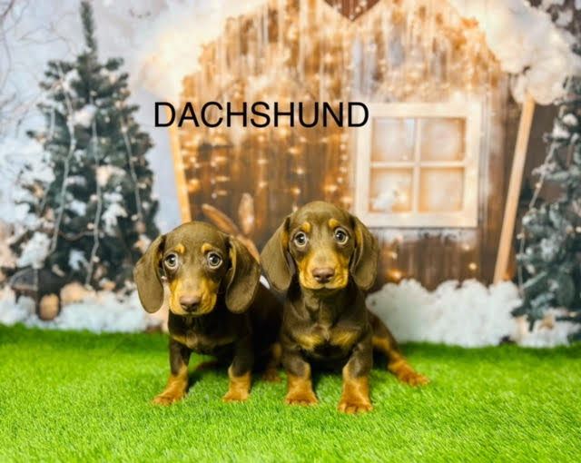 Sniffing Out the Perfect Companion: Dachshund Puppies for Sale in the UK!