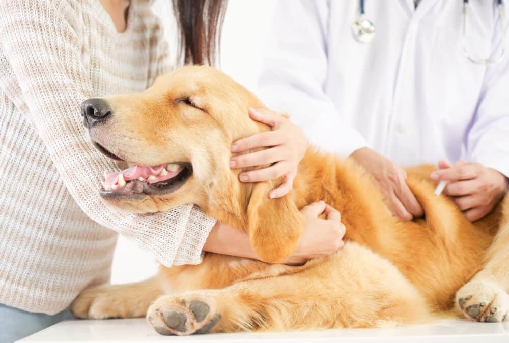 Understanding the Benefits of Vaccinating Your Pets: A Guide for Responsible Pet Owners