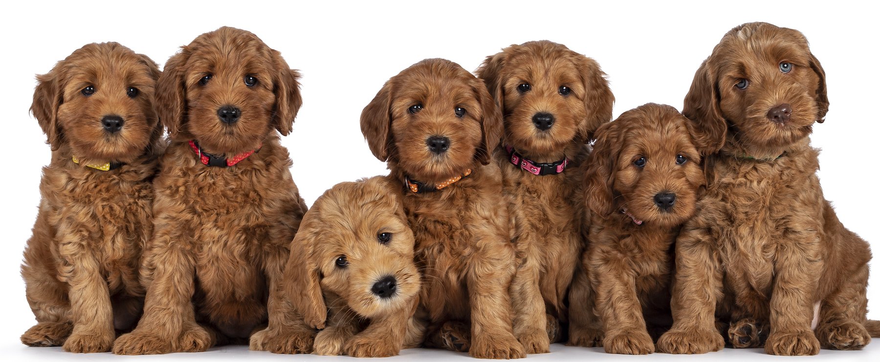 Understanding the Cost of Golden Doodle Puppies and Their Dietary Needs