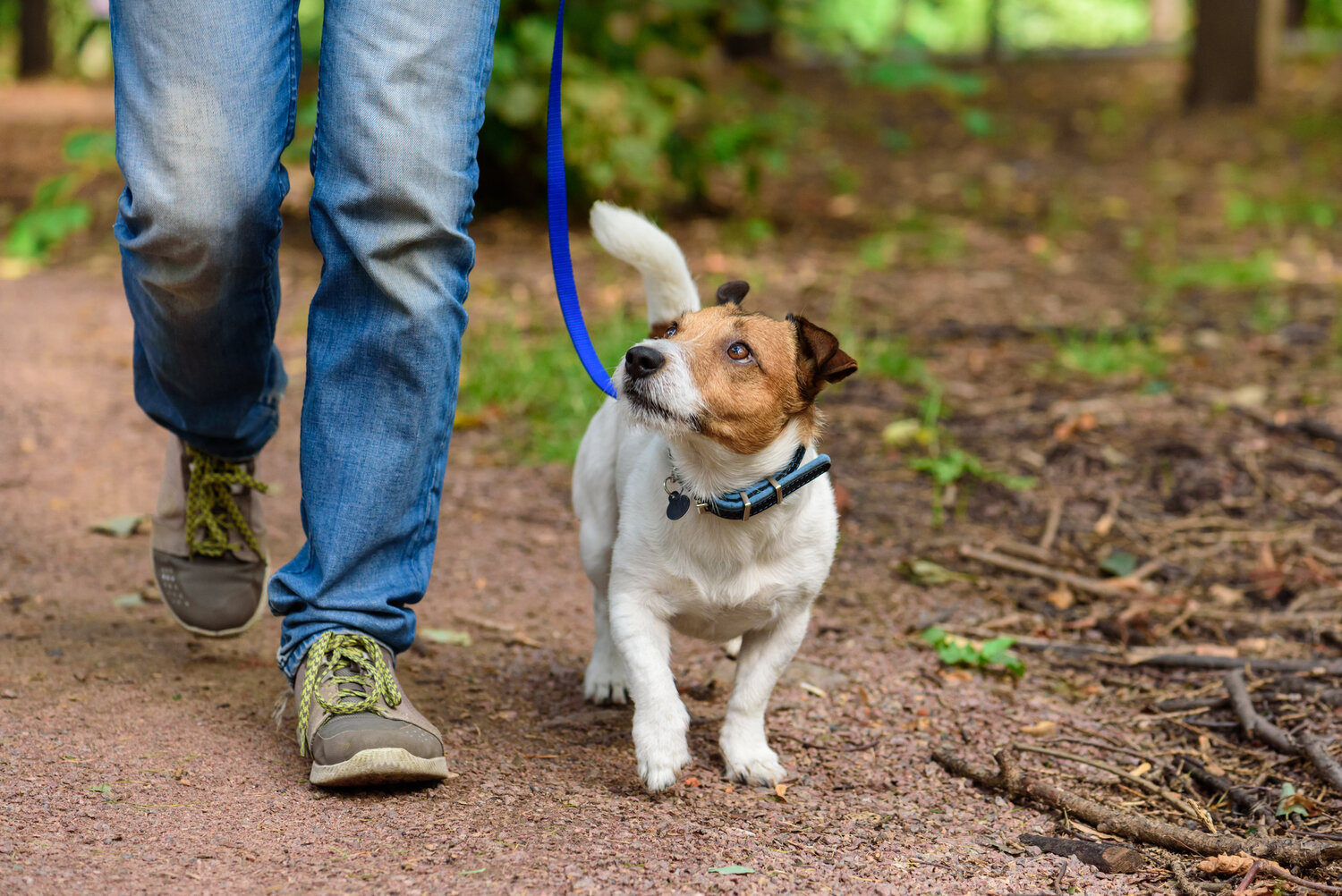 The Benefits of Hiring Expert Dog Trainers