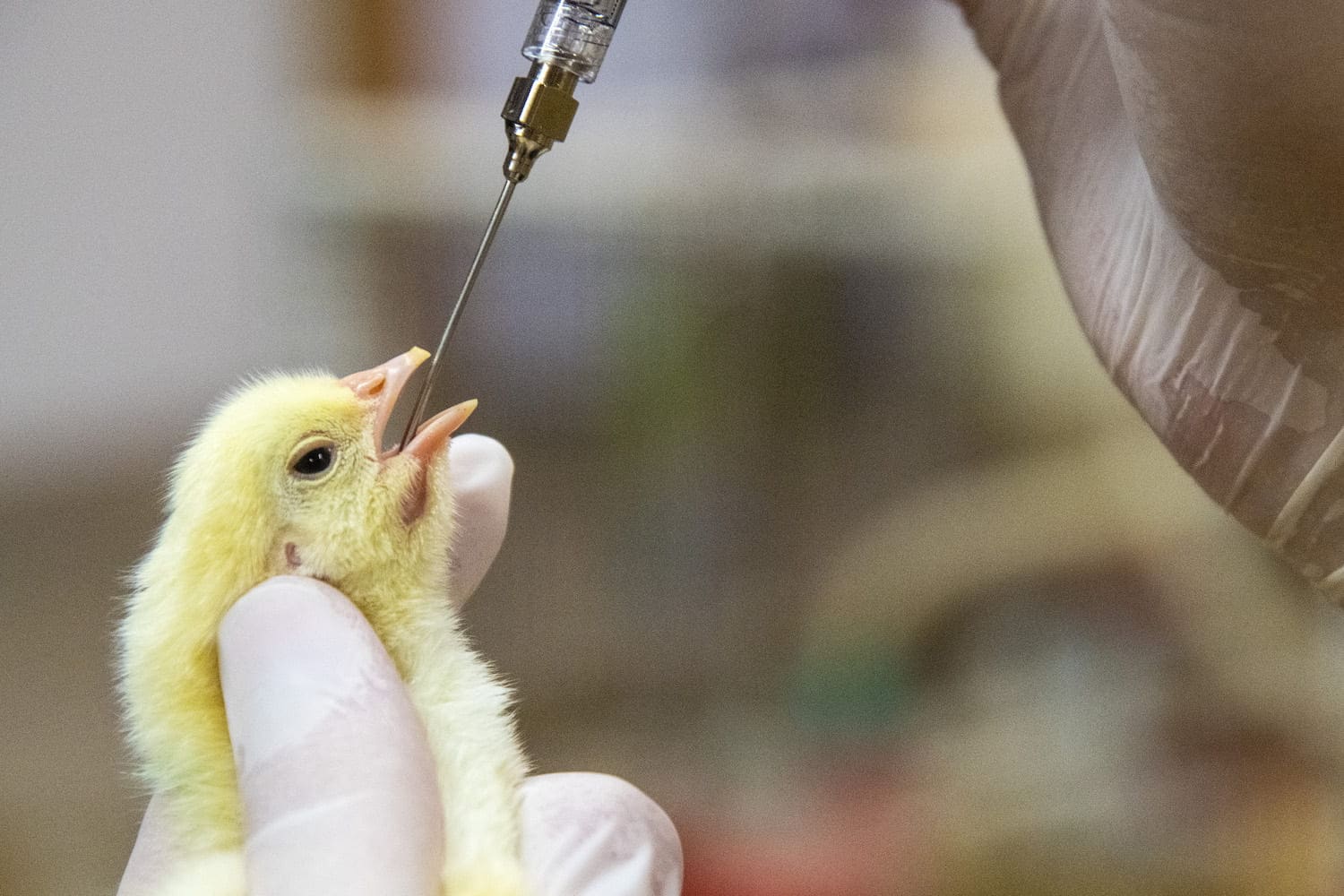 Poultry Vaccine Market To Market Overview, Market Key Trends ,Market Overview