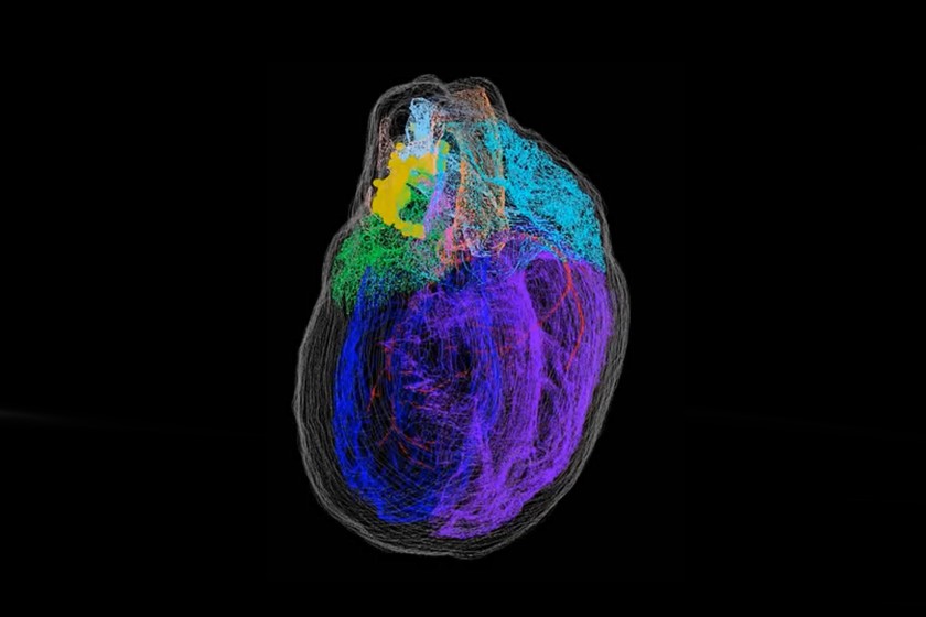 3D Cardiac Mapping System Market: Size, Trends, and Strategic Outlook 2025-2032