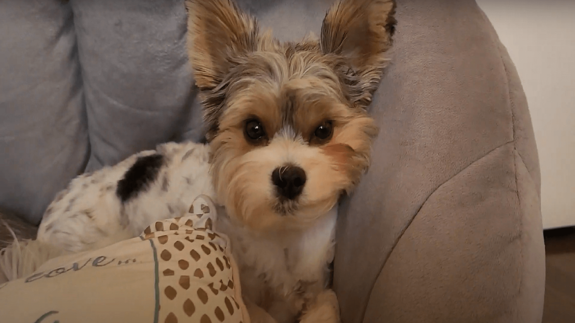 Yorkie Cost Demystified: Understanding the Financial Aspects of Yorkie Ownership