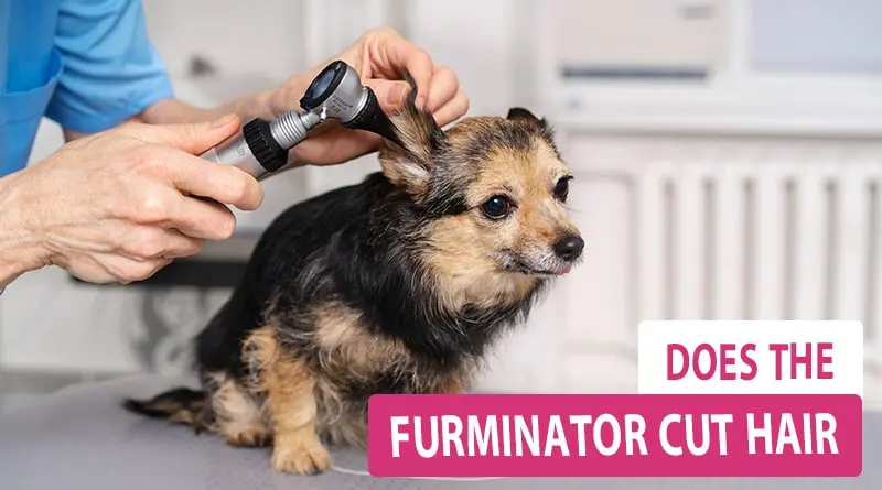 Does the Furminator Cut Hair: Fact or Fiction