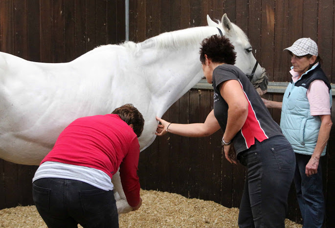 How Equine Sports Massage Can Enhance Performance and Rehabilitation in Equestrian Sports