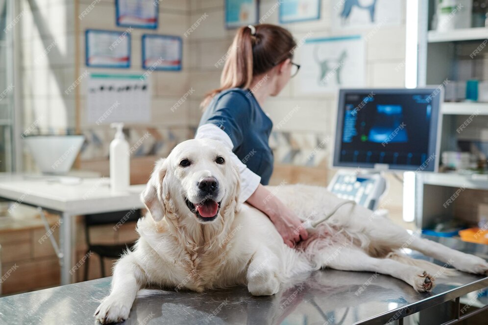 Pet Cancer Therapeutics Market Key Drivers, Insights, Outlook, Overview And Market Research Report 2024-2033