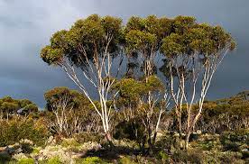 Sunshine Coast Arborists: Partners in Sustainable Urban Development