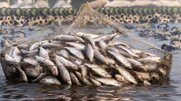 United States Fish Farming Market Size, Share 2031
