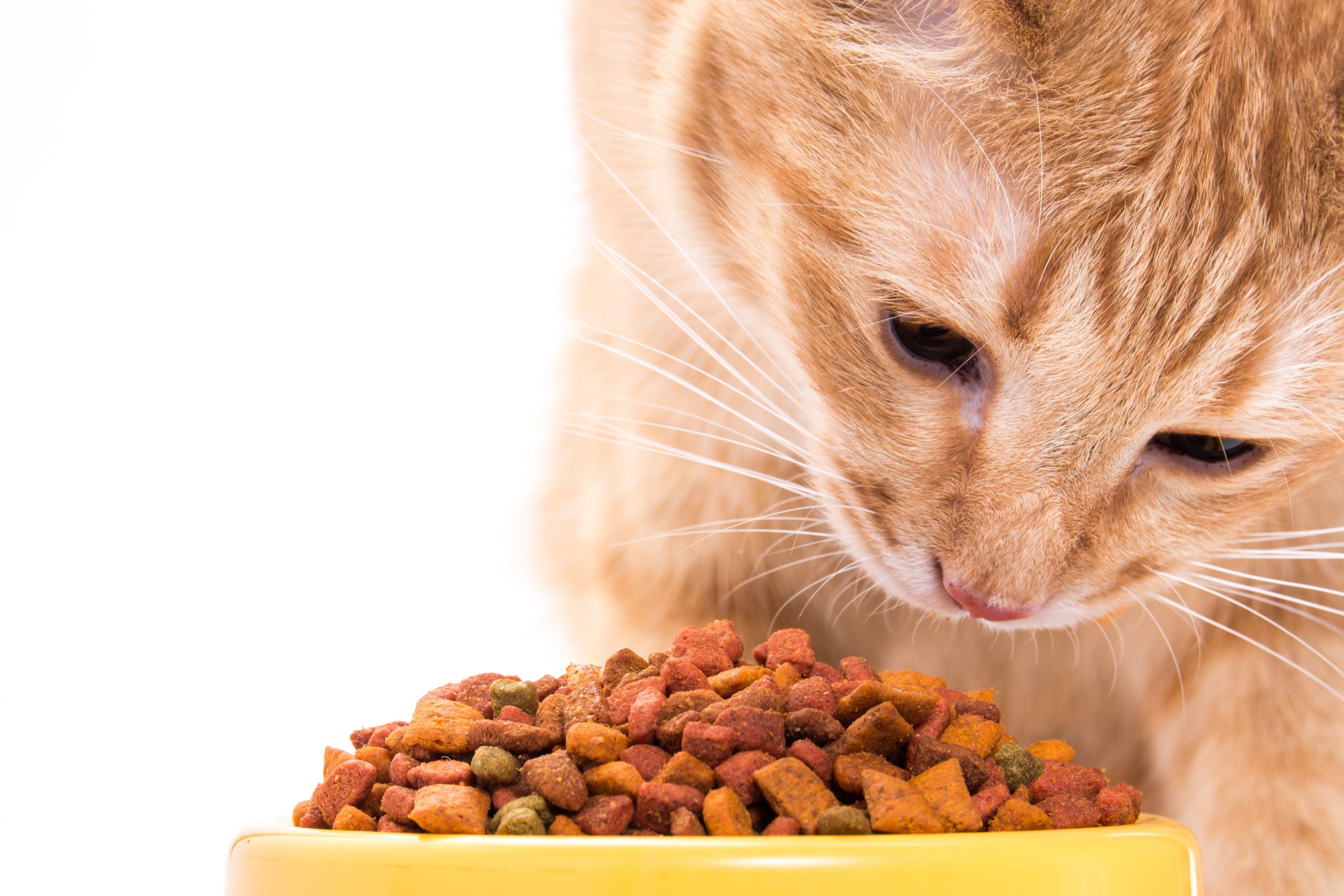 Pet Food Market Overview, Industry Growth Rate, Research Report 2024-2032