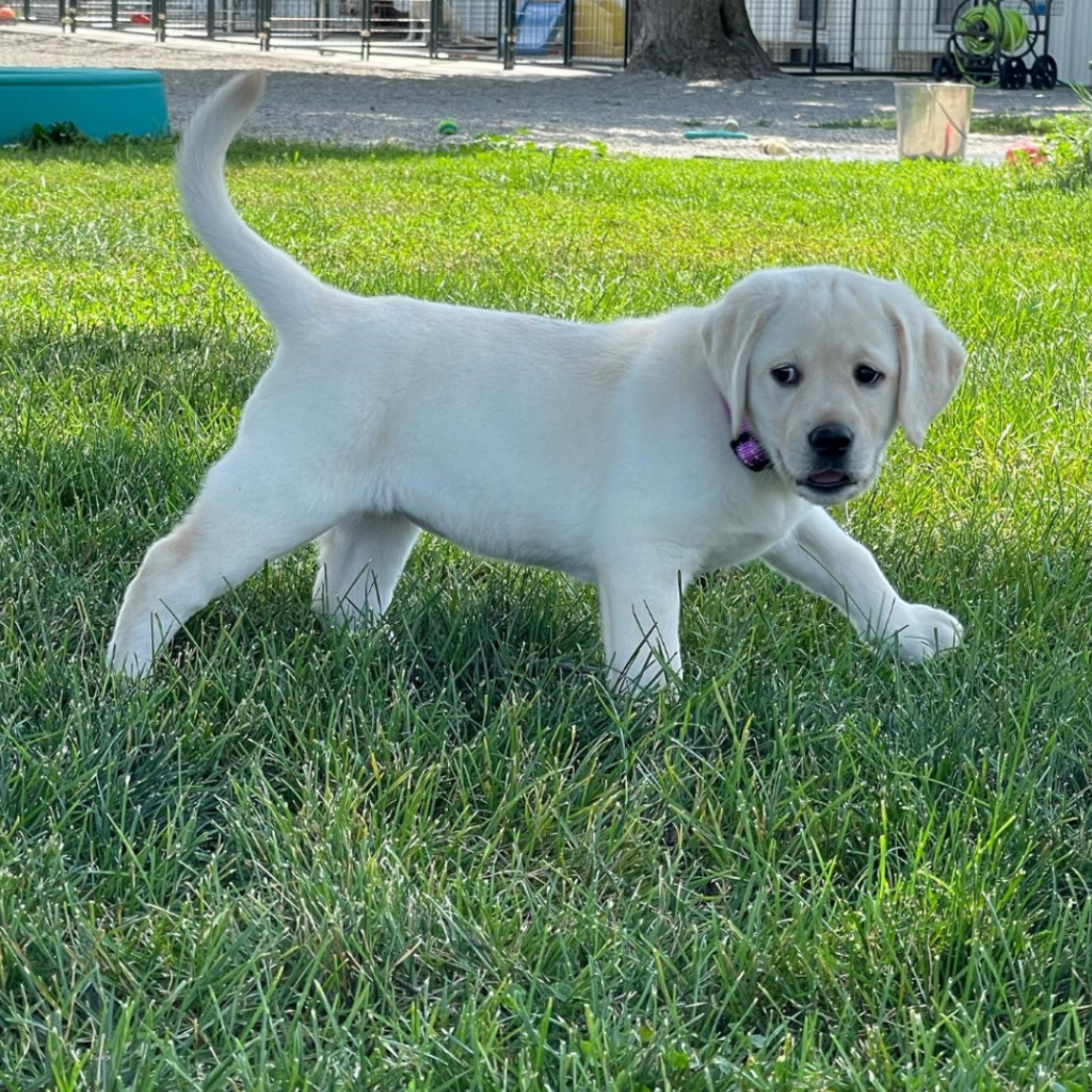 Getting a Labrador from a Reputed Breeder