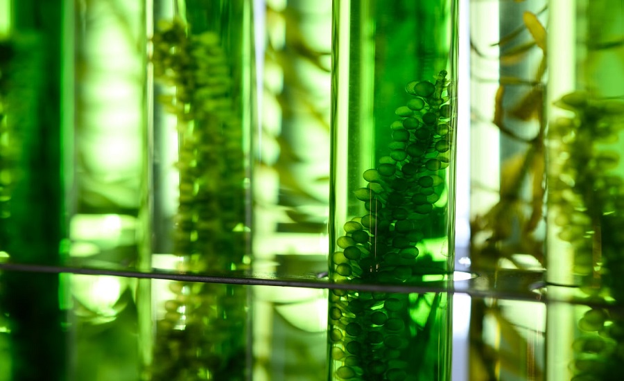Algae Biofuel Market Trends and Forecast Analysis: Navigating the Energy Transition