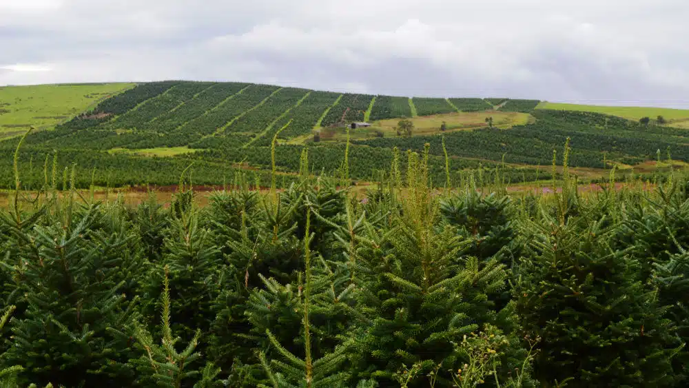 Wholesale Natural Christmas Trees in the UK: A Complete Guide for 2025