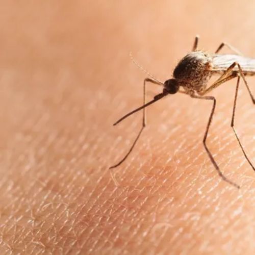 The Best Mosquito Trap Buckets: How They Work for Yard Mosquito Control